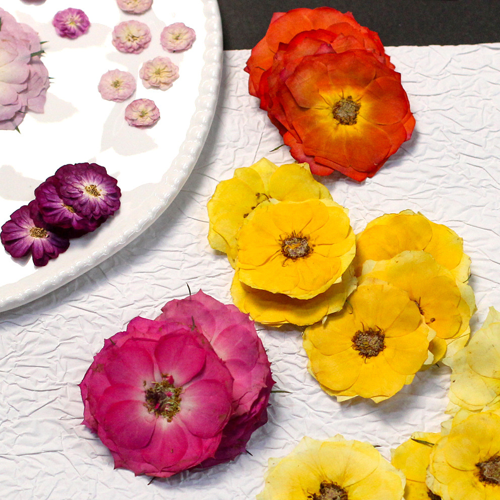 60 Bunga Mawar Asli Berwarna K - Resin Craft Ideas ulasan dan harga