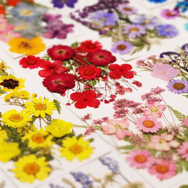 Bunga Tanaman Kering Alami Asl - Resin Craft Ideas ulasan dan harga