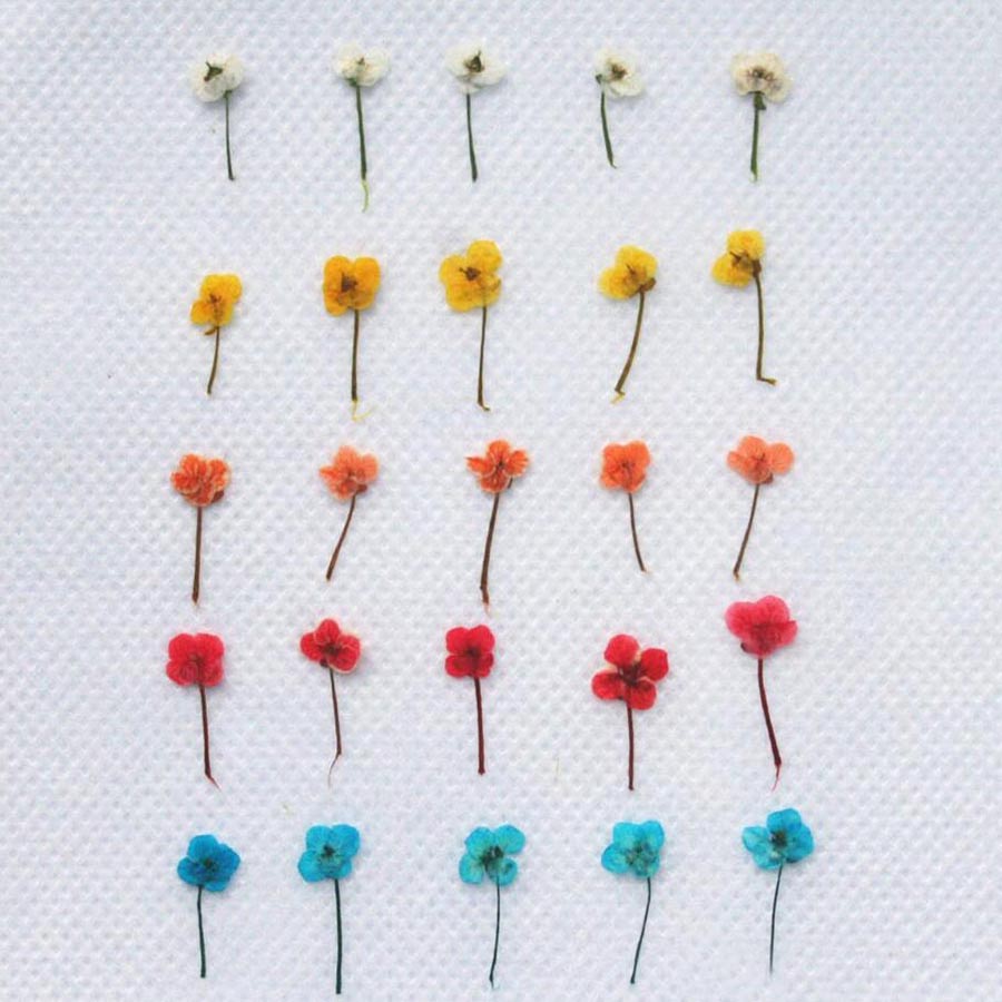60 buah Bunga Kering Mini yang - Resin Craft Ideas ulasan dan harga
